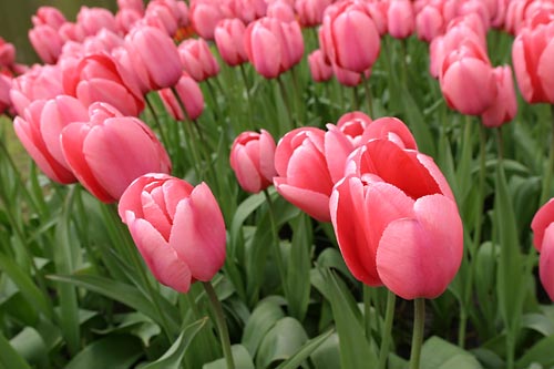 Tulip